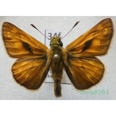 Ochlodes sylvanus (Esper, 1777) Czech34f